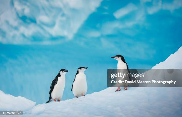 chinstrap penguins socialize on a vibrant blue iceberg in antarctica - chin strap penguins stock pictures, royalty-free photos & images