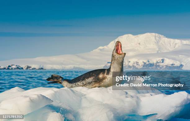 leopard seal shoes off it's impressive teeth as it opens it's massive jaw while resting on an iceberg, antarctica - leopard seal stock-fotos und bilder