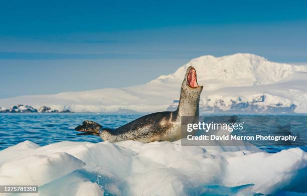 leopard seal shoes off it's impressive teeth as it opens it's massive jaw while resting on an iceberg, antarctica - ヒョウアザラシ ストックフォトと画像