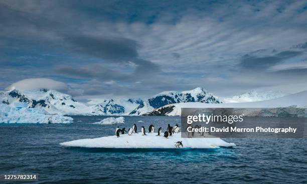 gentoo penguins hang out on small iceberg - south shetland islands stock pictures, royalty-free photos & images