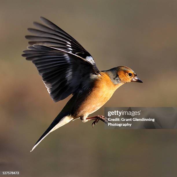 chaffinch - chaffinch uk stock pictures, royalty-free photos & images