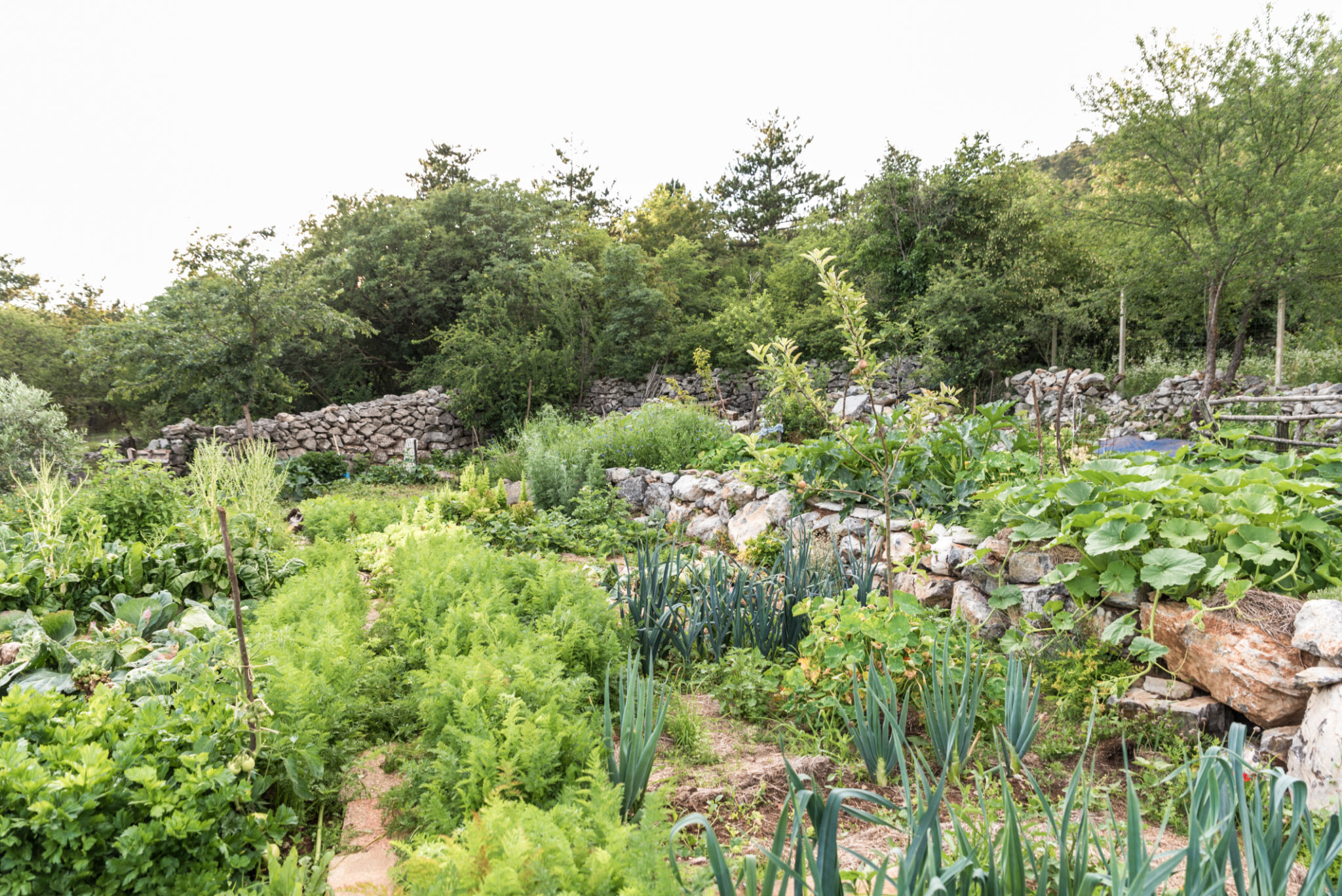 local climate garden