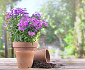 aster flowers blomming in a flower pot on a table in garden