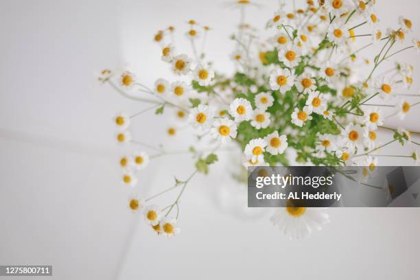 arrangement of feverfew and oxeye daisy flowers - chrysanthemum parthenium stock pictures, royalty-free photos & images