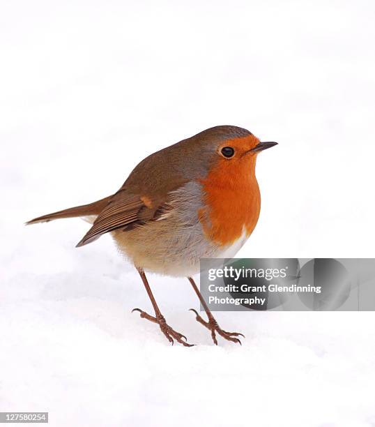 Robi Rasmi 139,534 British Robin Stock Photos, High-Res Pictures, and Images ...