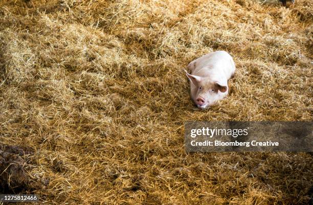 a pig laying on hay - barn stock-fotos und bilder