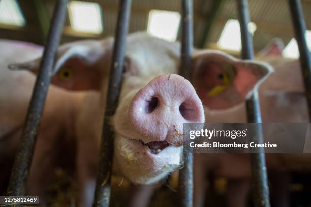 a pig on a farm - pig stock pictures, royalty-free photos & images