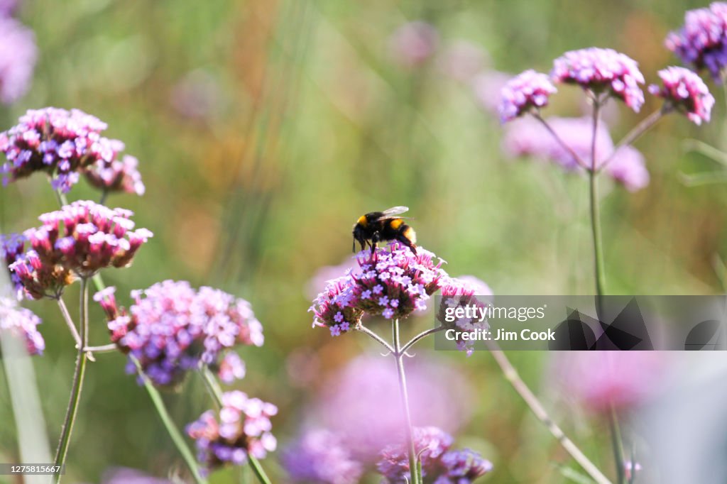 Bumblebee on Purpletop Vervain