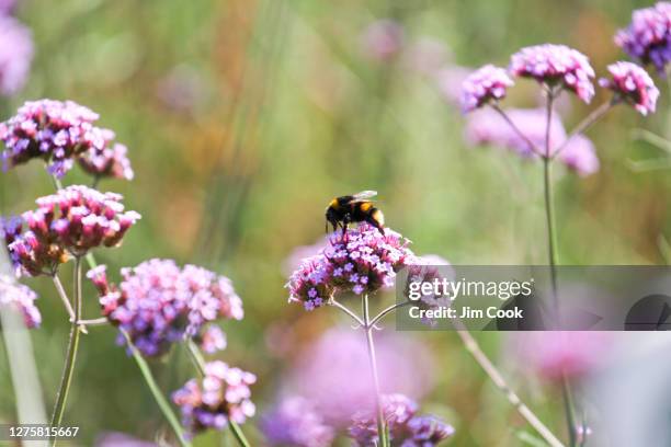 bumblebee on purpletop vervain - eisenkraut stock-fotos und bilder