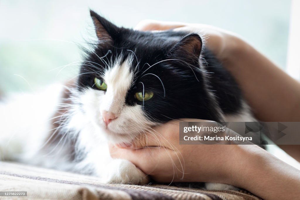 The owner affectionately strokes the domestic cat. Pet, lifestyle