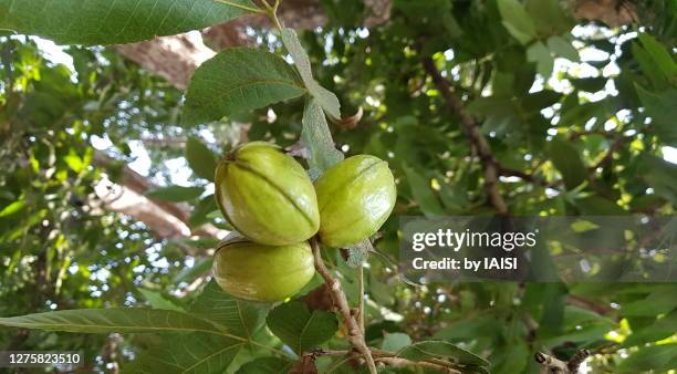 three pecan nuts on the pecan tree, in summer - pecan tree stock pictures, royalty-free photos & images