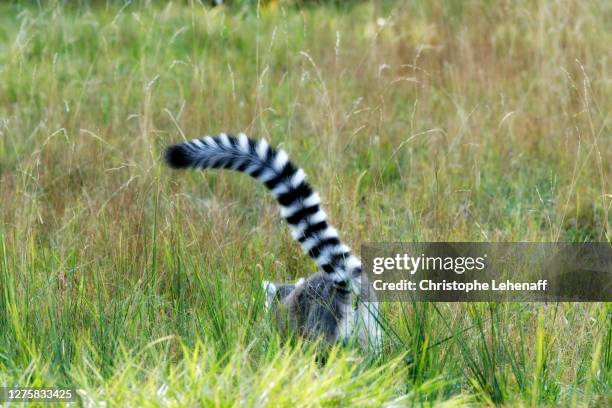 ring tailed lemur in the vegetation - lemur stock pictures, royalty-free photos & images