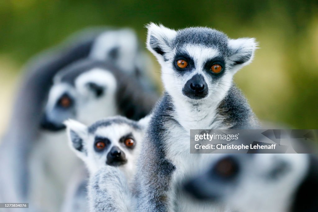 Group of ring tailed lemurs with a very beautiful light