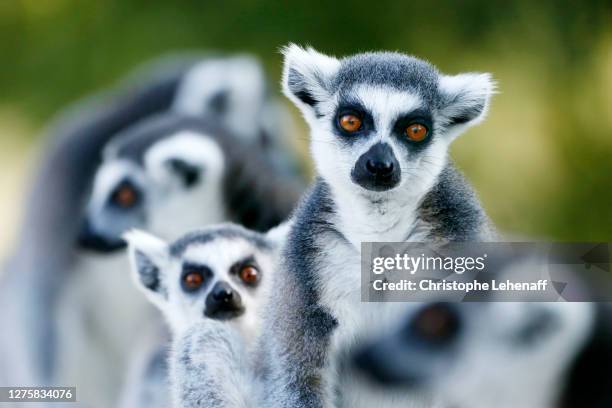 group of ring tailed lemurs with a very beautiful light - lemur stock pictures, royalty-free photos & images