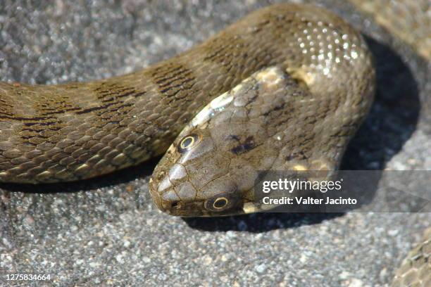 Water File Snake 76 Viperine Water Snake Stock Photos, High-Res Pictures, and Images ...