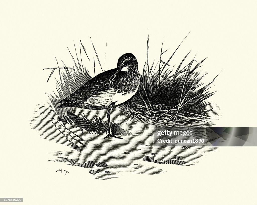 Sanderling (Calidris alba) mit Nest und Eiern