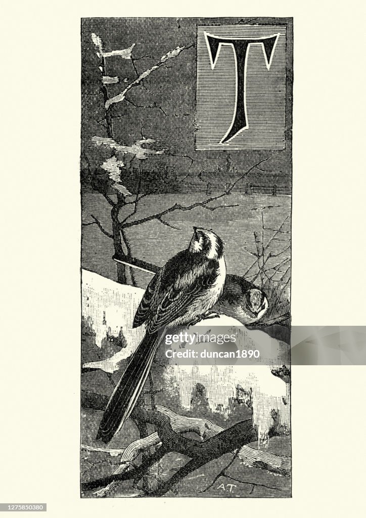 Long-tailed tit (Aegithalos caudatus) in winter