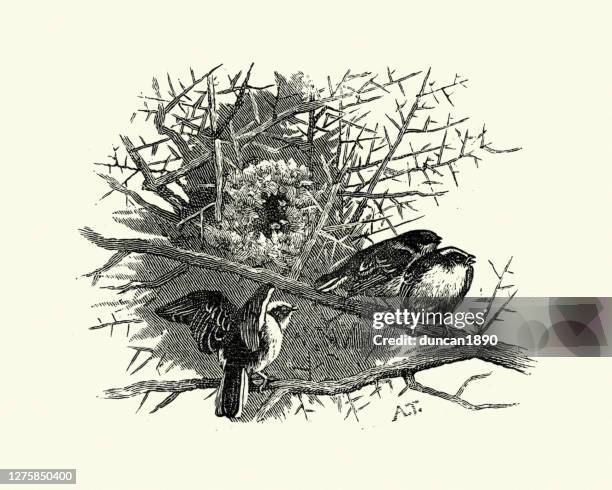 17点のエナガイラスト素材 Getty Images 17点のエナガイラスト素材 Getty Images