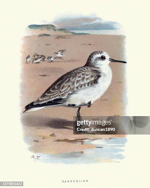 ilustraciones, imágenes clip art, dibujos animados e iconos de stock de sanderling (calidris alba) pequeño pájaro vadeando, impresión de vida silvestre - correlimos tridáctilo