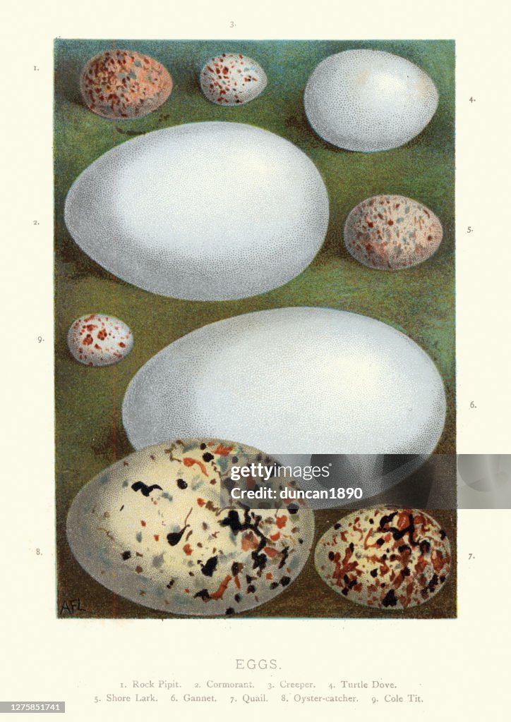Collection wild birds eggs, Pipit, Cormorant, Creeper, Dove, Lark, Gannet