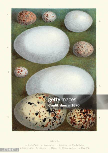 collection wild birds eggs, pipit, cormorant, creeper, dove, lark, gannet - quail bird stock illustrations
