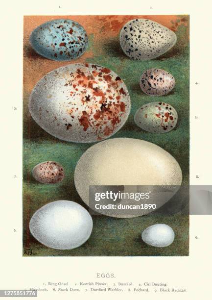 collection wild birds eggs, ouzel, plover, buzzard, bunting, hawfinch, dove - dartford warbler stock illustrations
