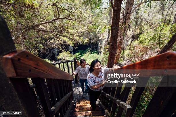 stairway through the forest canopy - margaret river australia stock pictures, royalty-free photos & images