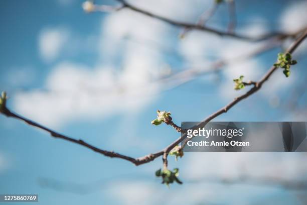 budding branch - spring bud stock pictures, royalty-free photos & images