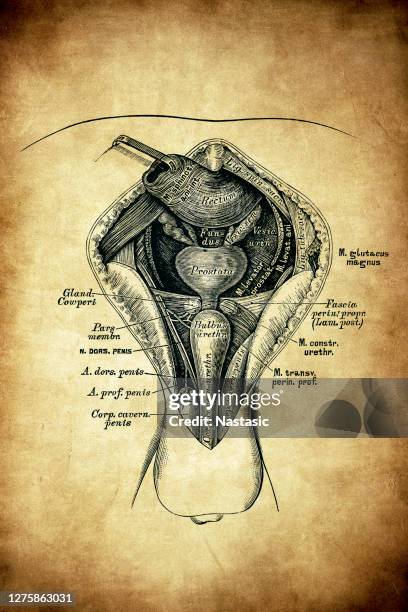 männliche perineum-topographie - testis stock-grafiken, -clipart, -cartoons und -symbole