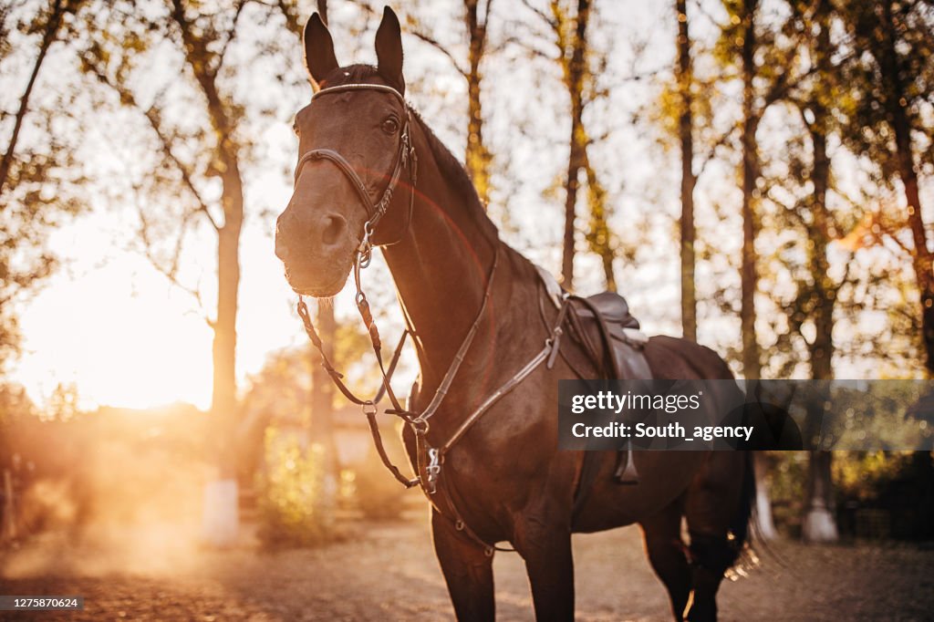 Schönes braunes Pferd auf einer Ranch im Sonnenuntergang