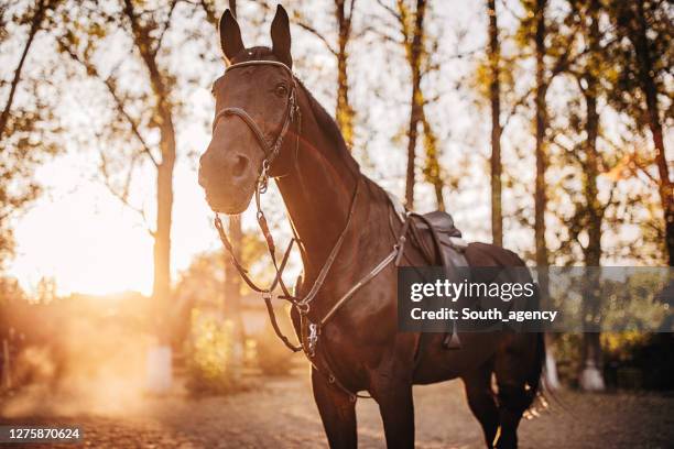 schönes braunes pferd auf einer ranch im sonnenuntergang - saddle stock-fotos und bilder