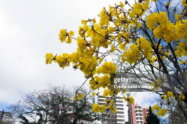 yellow - yellow ipe flowers - ipe yellow stock pictures, royalty-free photos & images