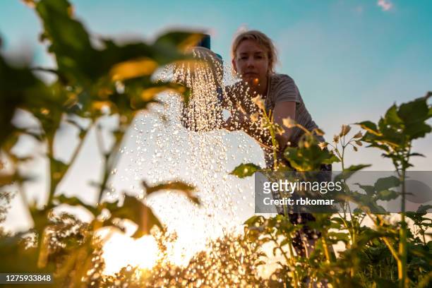 woman cares for plants, watering green shoots from a watering can at sunset. farming or gardening concept - fülle stock-fotos und bilder