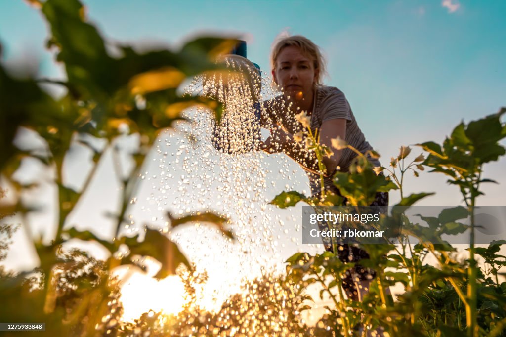 Woman cares for plants, watering green shoots from a watering can at sunset. Farming or gardening concept