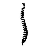 Spinal column vector icon