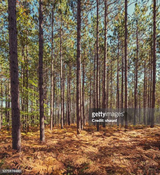 managed pine woodlot - pine woodland stock pictures, royalty-free photos & images