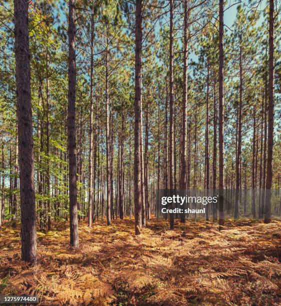 förvaltas pine woodlot - tallskogsland bildbanksfoton och bilder