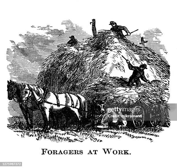 Forage Draw 759 Farmer Working Drawing Stock Photos, High-Res Pictures, and Images ...