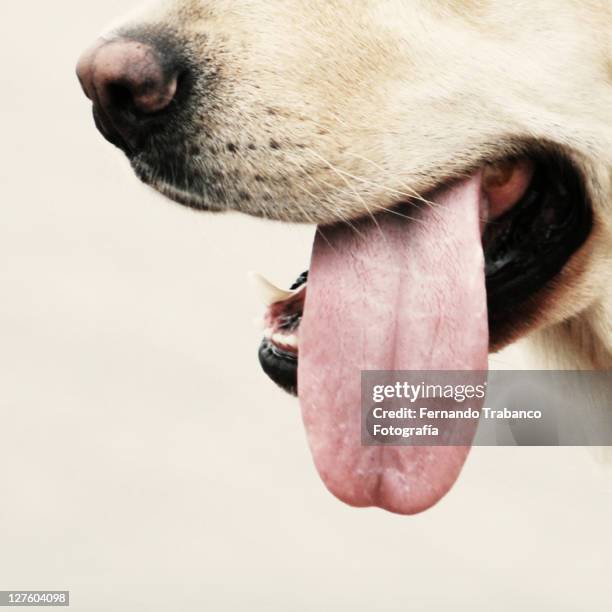 dog tongue - hijgen stockfoto's en -beelden