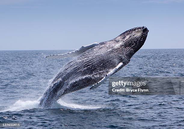 humpback breaching - provincetown stockfoto's en -beelden