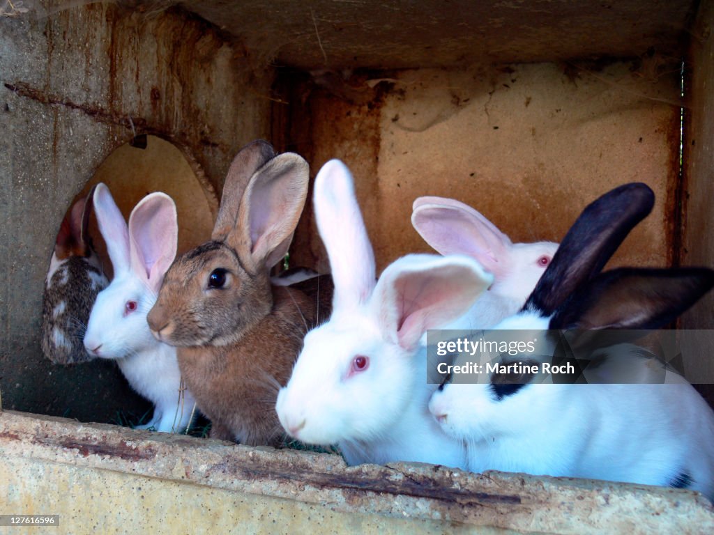 Lovely Rabbits High-Res Stock Photo - Getty Images