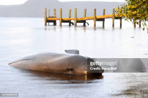 The body of a dead Pilot Whale is seen at Macquarie Harbour on September 24, 2020 in Strahan, Australia. Rescuers are working to save hundreds of...