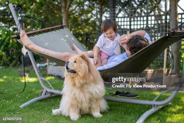 dad lying in backyard hammock with his young son and dog - white chow chow stock pictures, royalty-free photos & images