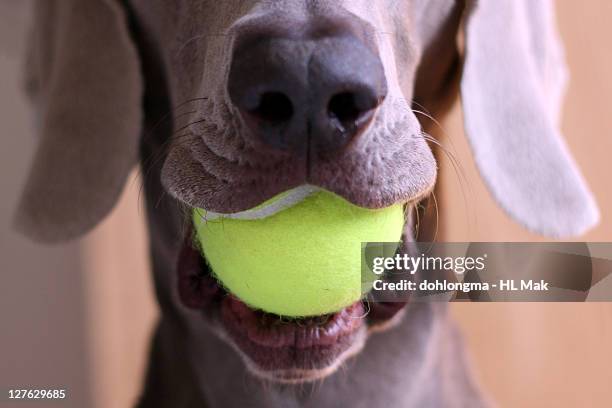 tennis ball in dog's mouth - tennis ball stock pictures, royalty-free photos & images