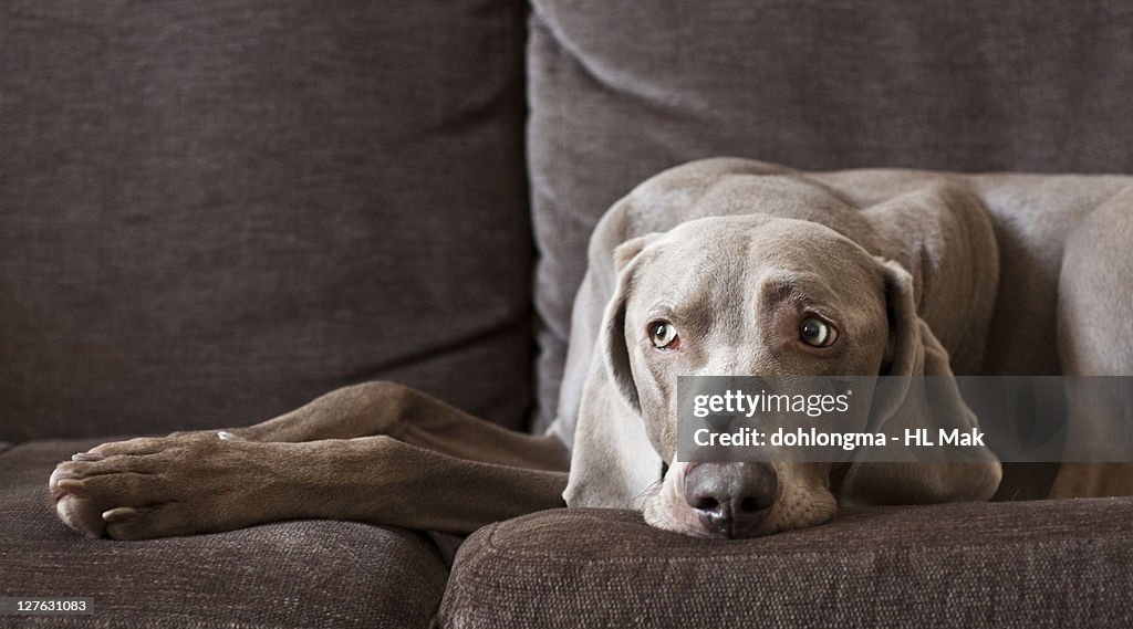 Tired dog on sofa still watching