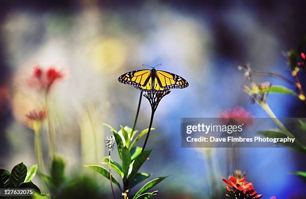butterfly in garden - sarasota botanical garden stock pictures, royalty-free photos & images