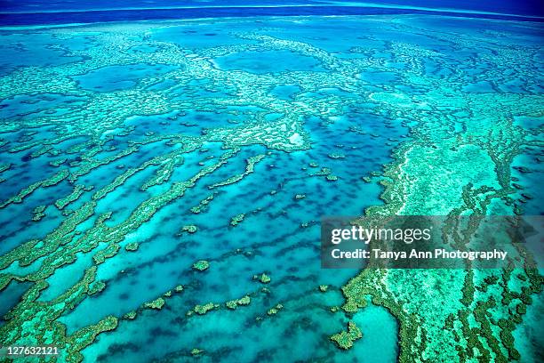 great barrier reef aerial knuckle reef - ilhas whitsunday imagens e fotografias de stock