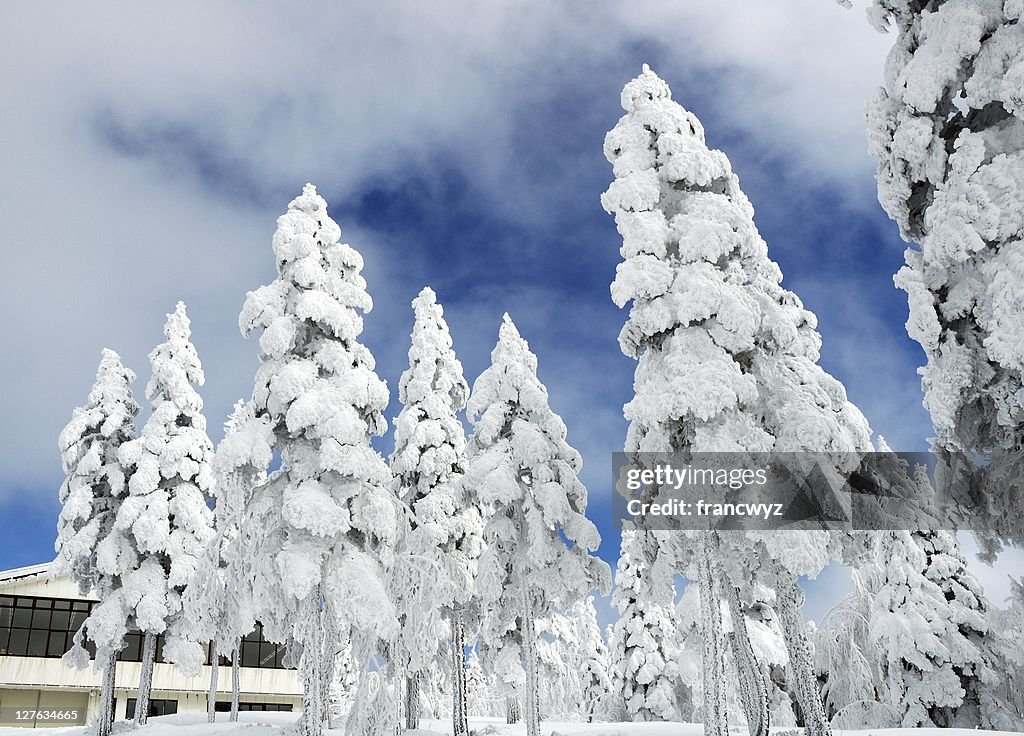 Snow tree