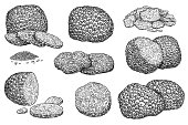 Hand drawn truffle sketch set isolated on white