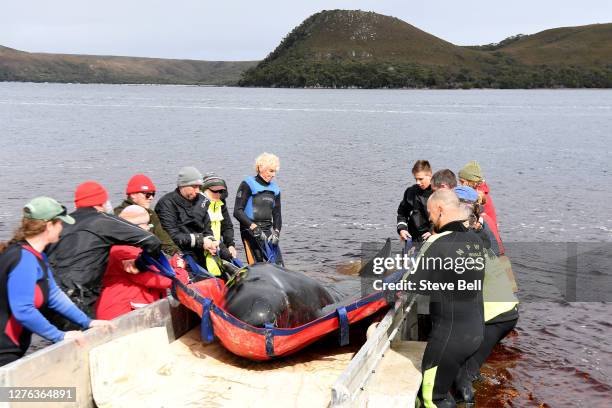 Rescue teams work to save a Pilot Whale at Macquarie Harbour on September 24, 2020 in Strahan, Australia. Rescuers are working to save hundreds of...